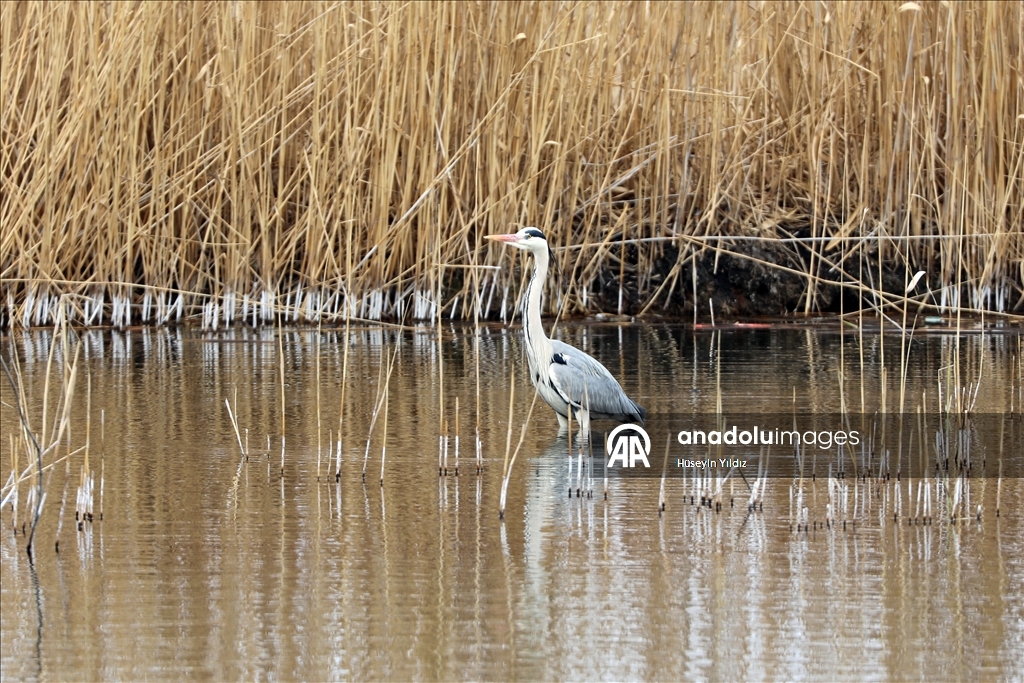На склоны горы Агры на фоне потепления начали слетаться перелетные птицы