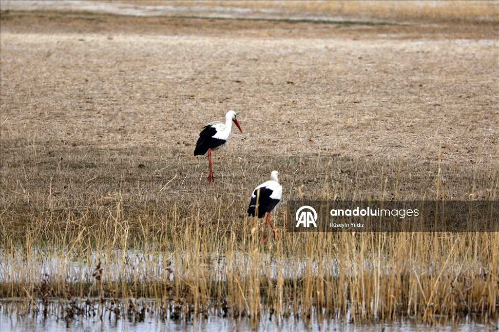 На склоны горы Агры на фоне потепления начали слетаться перелетные птицы