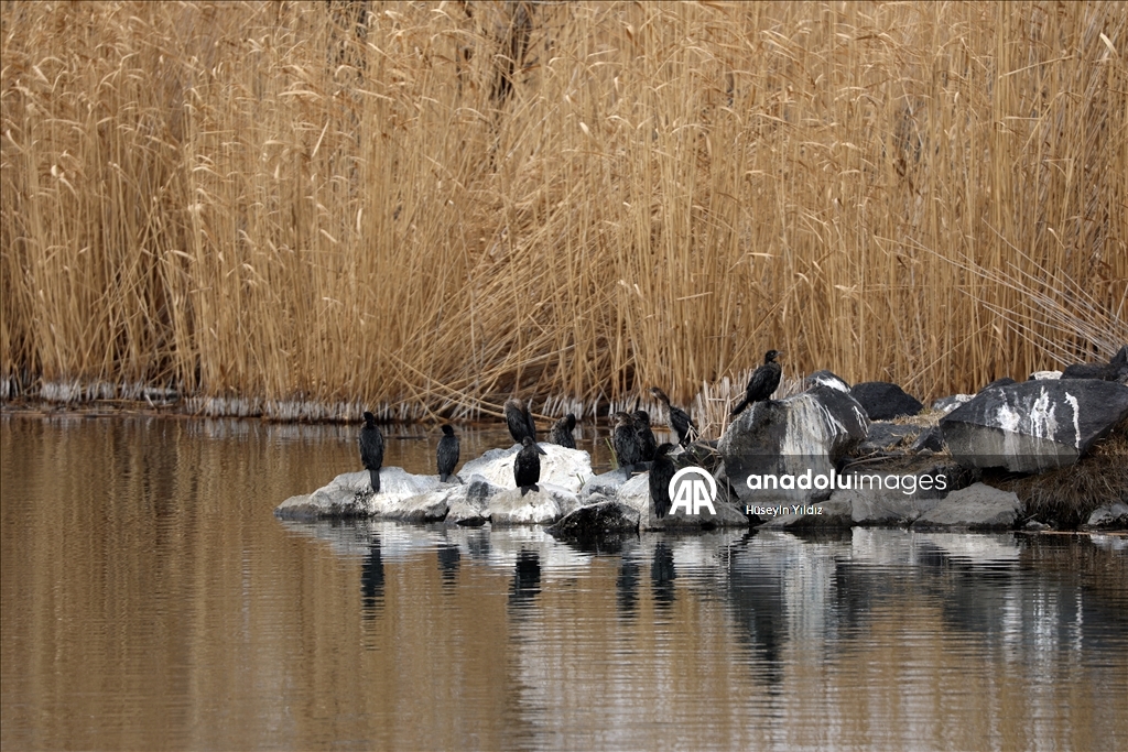 На склоны горы Агры на фоне потепления начали слетаться перелетные птицы