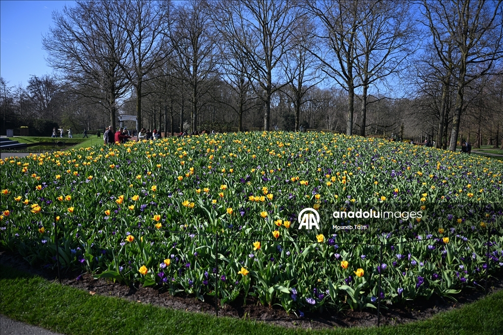 Крупнейший в мире парк тюльпанов открылся в Нидерландах