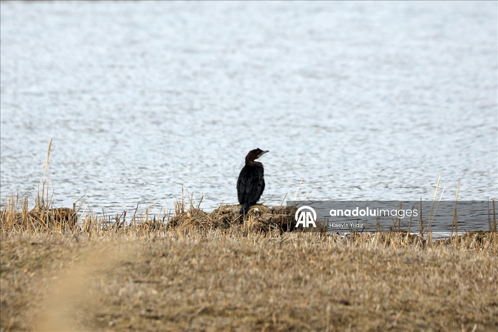 На склоны горы Агры на фоне потепления начали слетаться перелетные птицы