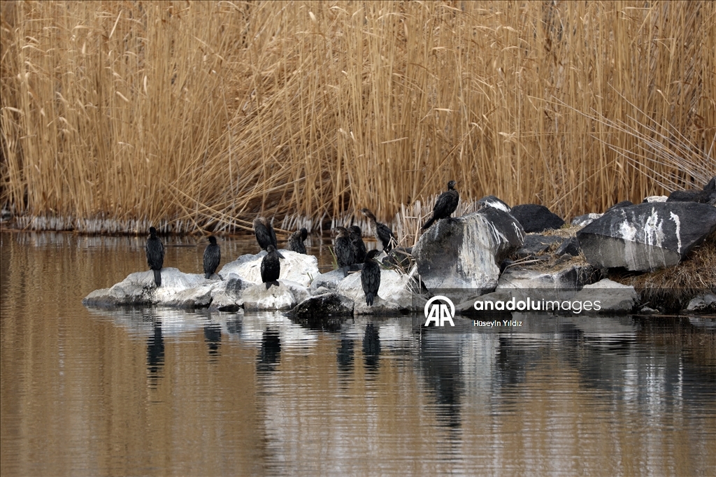 На склоны горы Агры на фоне потепления начали слетаться перелетные птицы