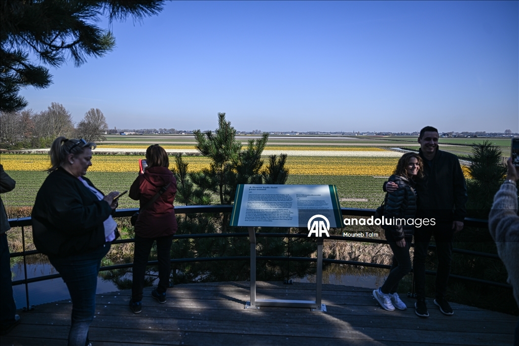 Крупнейший в мире парк тюльпанов открылся в Нидерландах