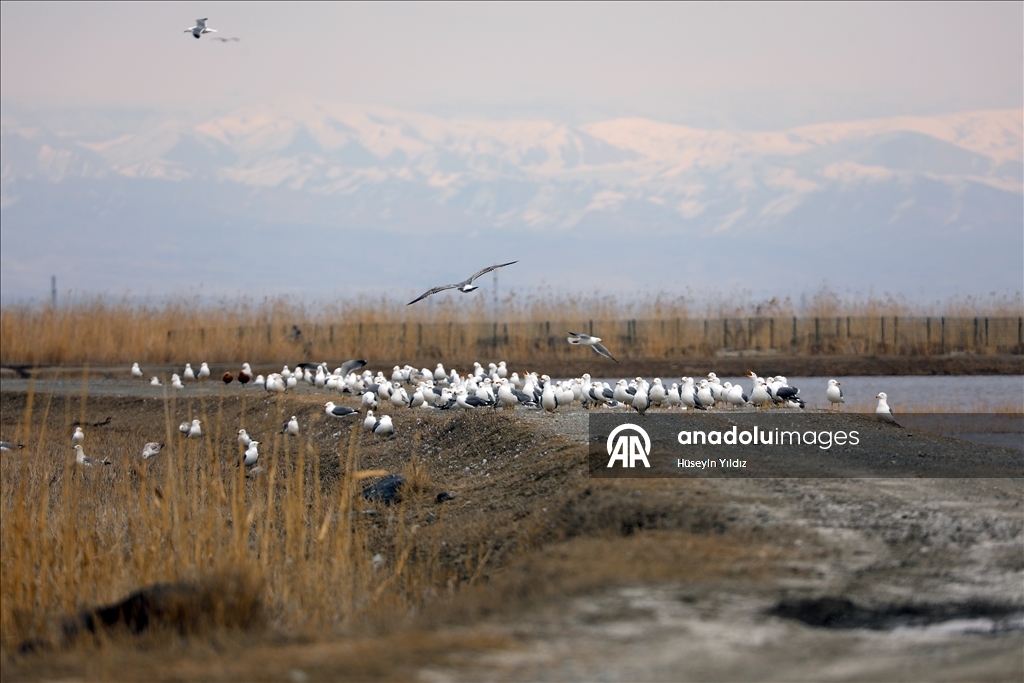 На склоны горы Агры на фоне потепления начали слетаться перелетные птицы