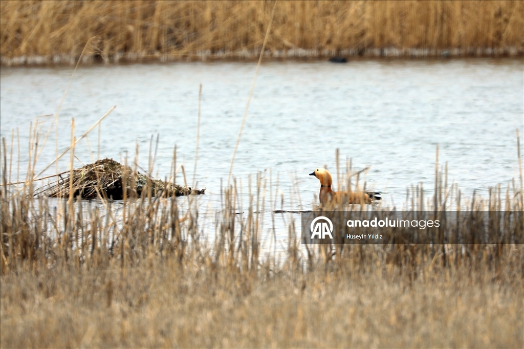 На склоны горы Агры на фоне потепления начали слетаться перелетные птицы