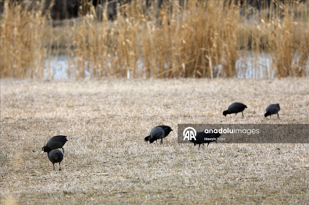 На склоны горы Агры на фоне потепления начали слетаться перелетные птицы