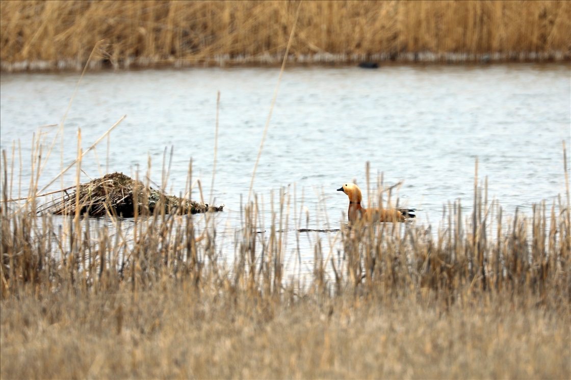 На склоны горы Агры на фоне потепления начали слетаться перелетные птицы