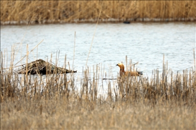 На склоны горы Агры на фоне потепления начали слетаться перелетные птицы