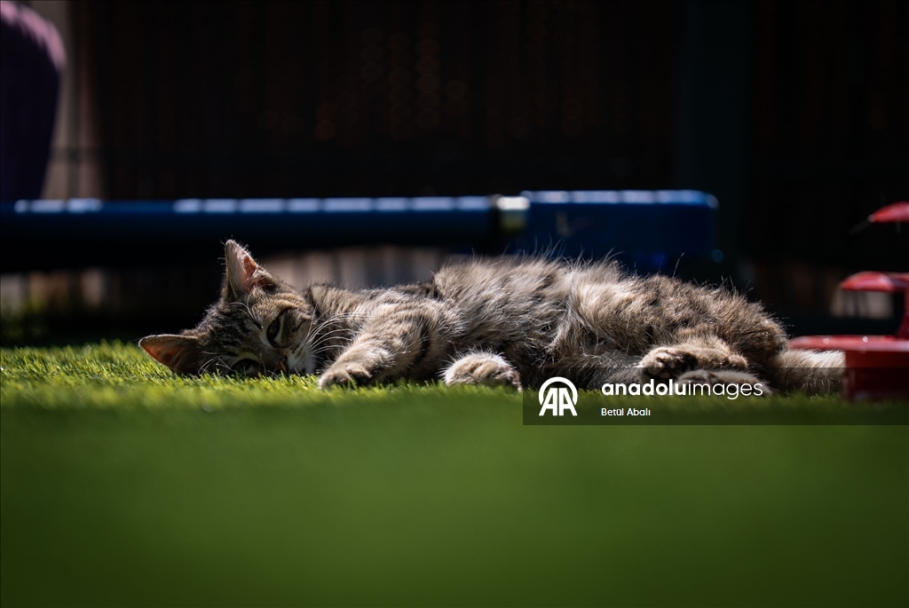 Парламент Турции взял под опеку десятки кошек на территории комплекса
