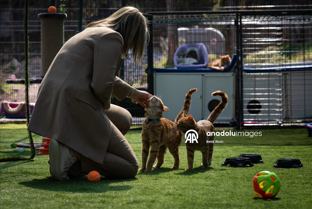 TBMM, yerleşkesindeki kedilere sahip çıktı 7