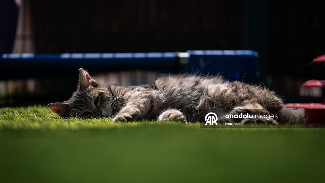 TBMM, yerleşkesindeki kedilere sahip çıktı