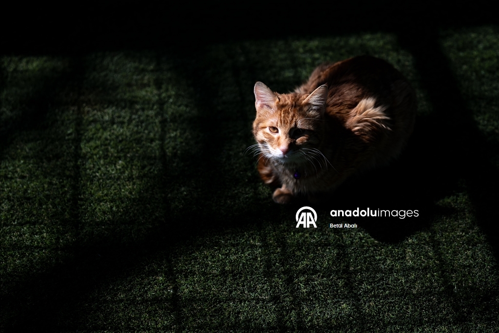 Парламент Турции взял под опеку десятки кошек на территории комплекса