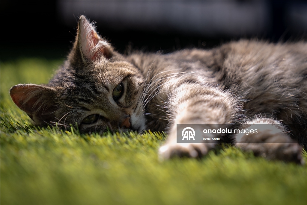 Парламент Турции взял под опеку десятки кошек на территории комплекса