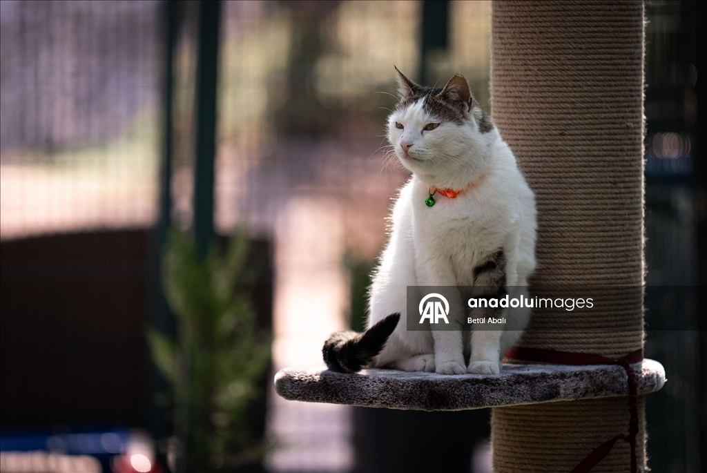Парламент Турции взял под опеку десятки кошек на территории комплекса