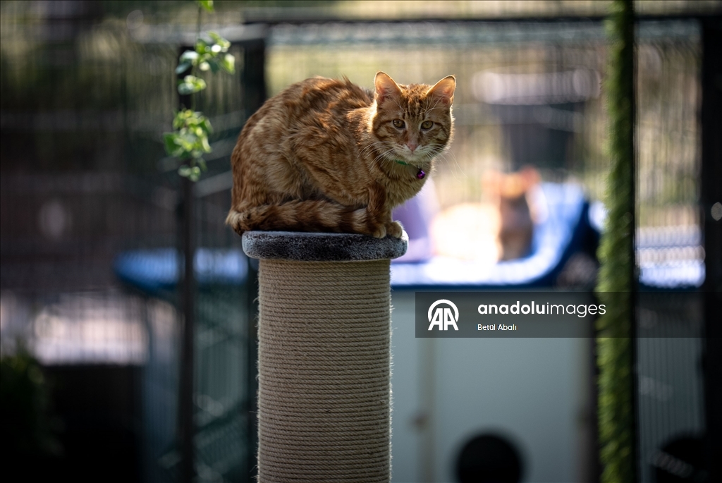 TBMM, yerleşkesindeki kedilere sahip çıktı 14