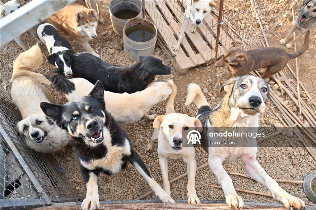 Молодой ливанец спасает «брошенных на произвол судьбы животных» в районах, подвергающихся израильским атакам
