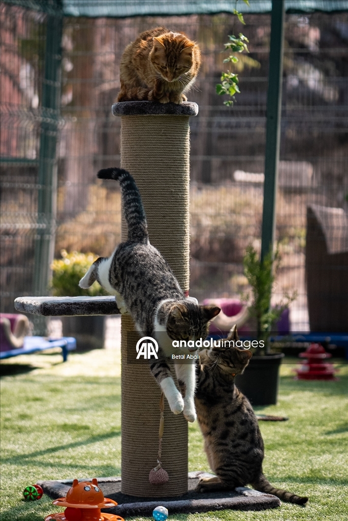 TBMM, yerleşkesindeki kedilere sahip çıktı 17