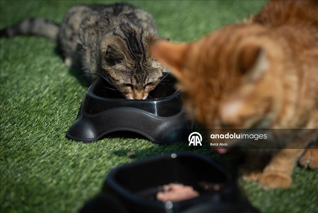 TBMM, yerleşkesindeki kedilere sahip çıktı 12