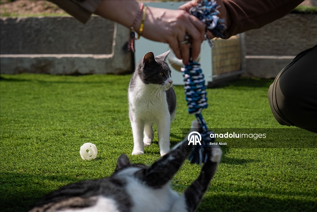 Парламент Турции взял под опеку десятки кошек на территории комплекса