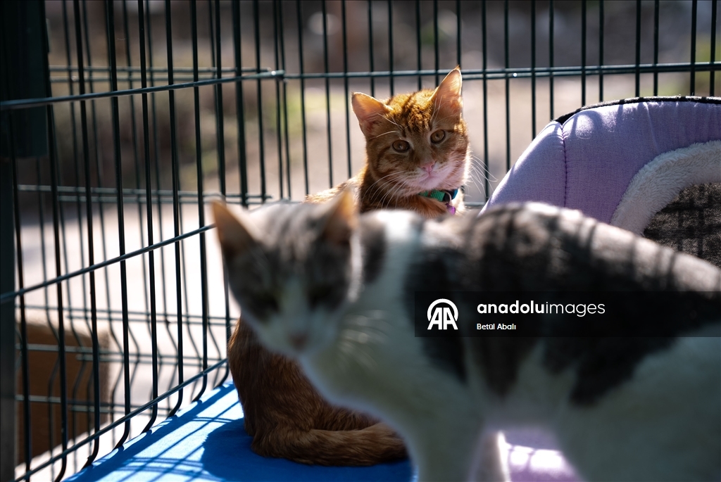 TBMM, yerleşkesindeki kedilere sahip çıktı 3