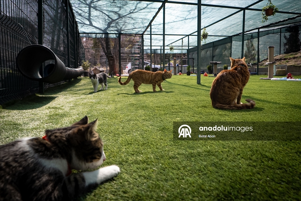 TBMM, yerleşkesindeki kedilere sahip çıktı 18