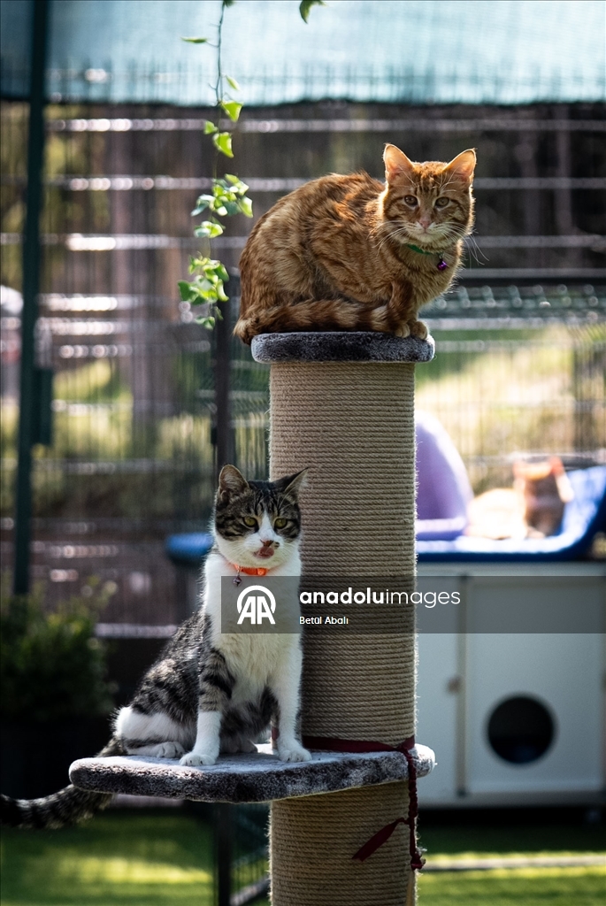 Парламент Турции взял под опеку десятки кошек на территории комплекса