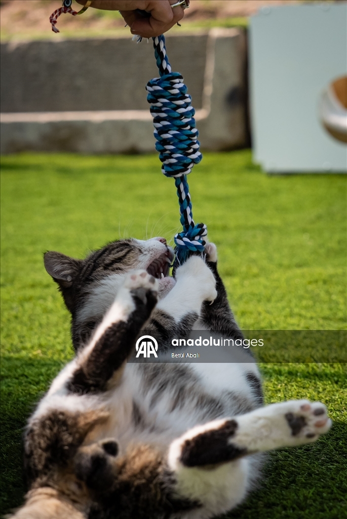 Парламент Турции взял под опеку десятки кошек на территории комплекса