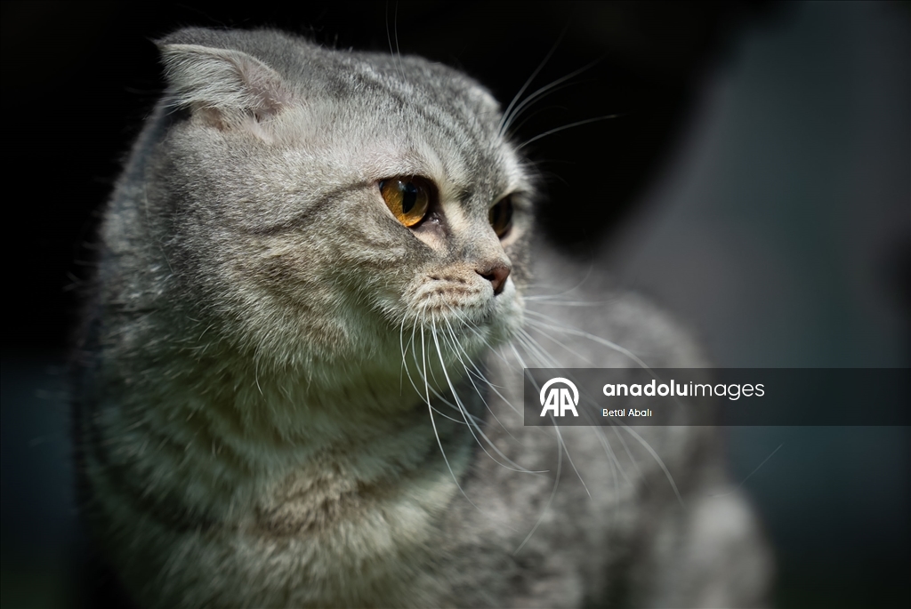 Парламент Турции взял под опеку десятки кошек на территории комплекса