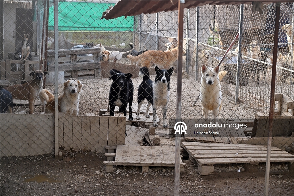 Молодой ливанец спасает «брошенных на произвол судьбы животных» в районах, подвергающихся израильским атакам
