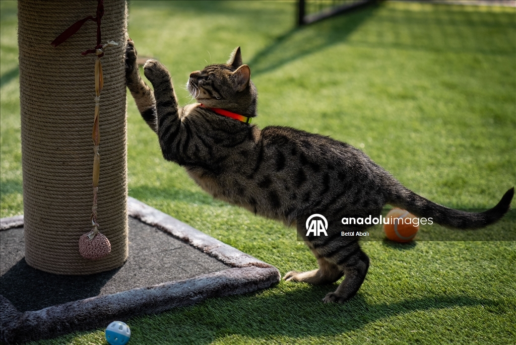 Парламент Турции взял под опеку десятки кошек на территории комплекса