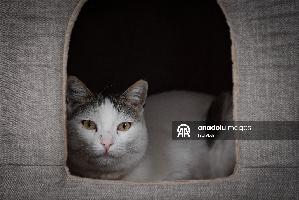 Парламент Турции взял под опеку десятки кошек на территории комплекса