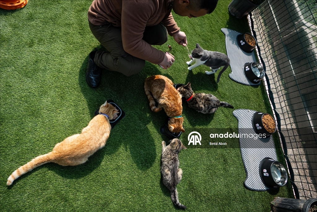 Парламент Турции взял под опеку десятки кошек на территории комплекса