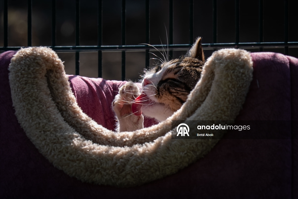 TBMM, yerleşkesindeki kedilere sahip çıktı 1