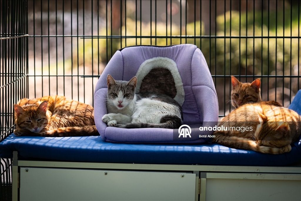 TBMM, yerleşkesindeki kedilere sahip çıktı 6