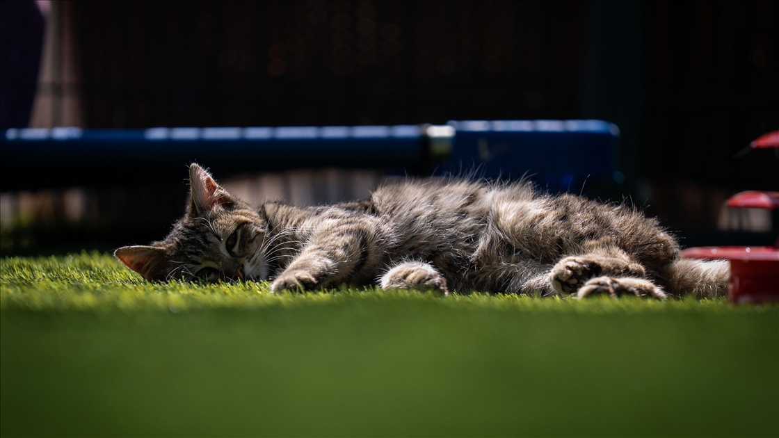 TBMM, yerleşkesindeki kedilere sahip çıktı