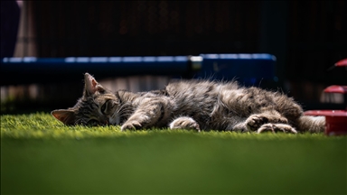 TBMM, yerleşkesindeki kedilere sahip çıktı