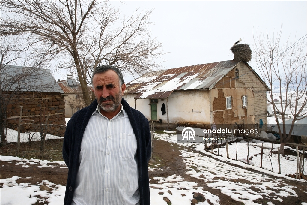 منذ 44 عاما.. لقالق تعود إلى العش نفسه في موش التركية