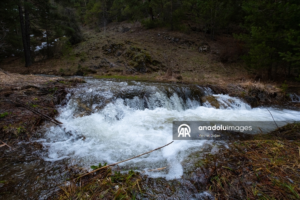 В Йозгате с потеплением воздуха распустились цветы, придав природе яркие краски