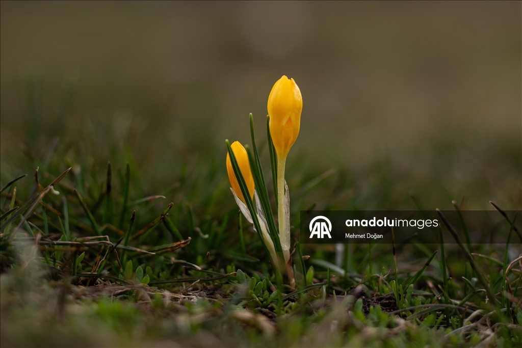 В Йозгате с потеплением воздуха распустились цветы, придав природе яркие краски