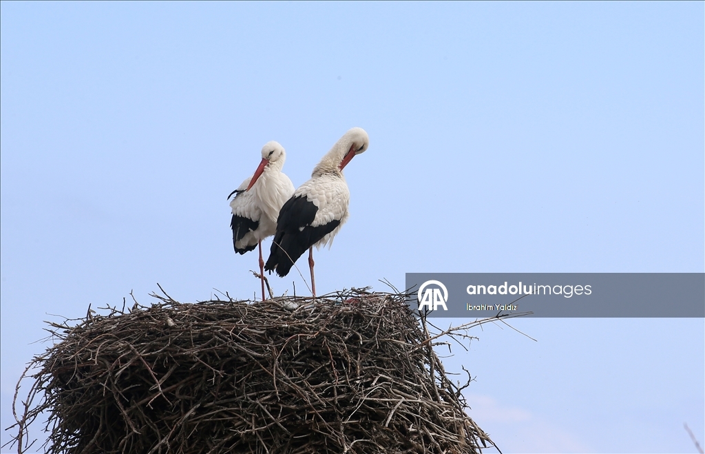 منذ 44 عاما.. لقالق تعود إلى العش نفسه في موش التركية
