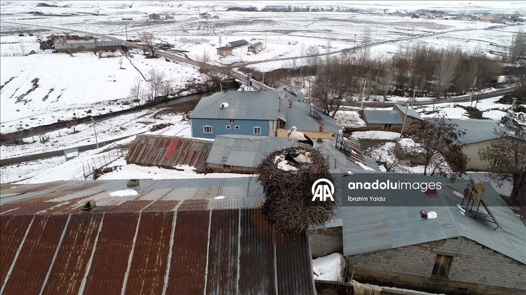 منذ 44 عاما.. لقالق تعود إلى العش نفسه في موش التركية