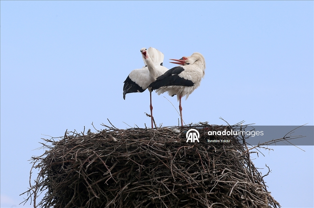 منذ 44 عاما.. لقالق تعود إلى العش نفسه في موش التركية