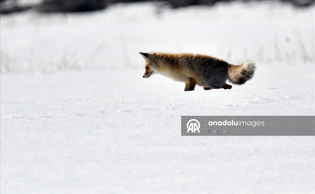 Kars'ta aç kalan kızıl tilkiler fare avına çıktı