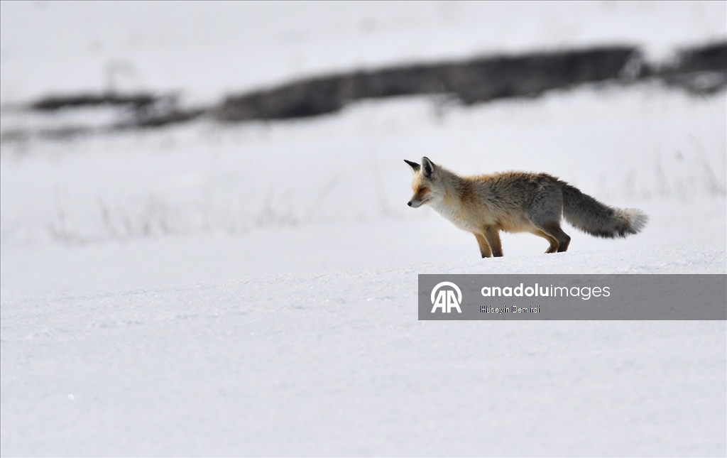 Kars'ta aç kalan kızıl tilkiler fare avına çıktı