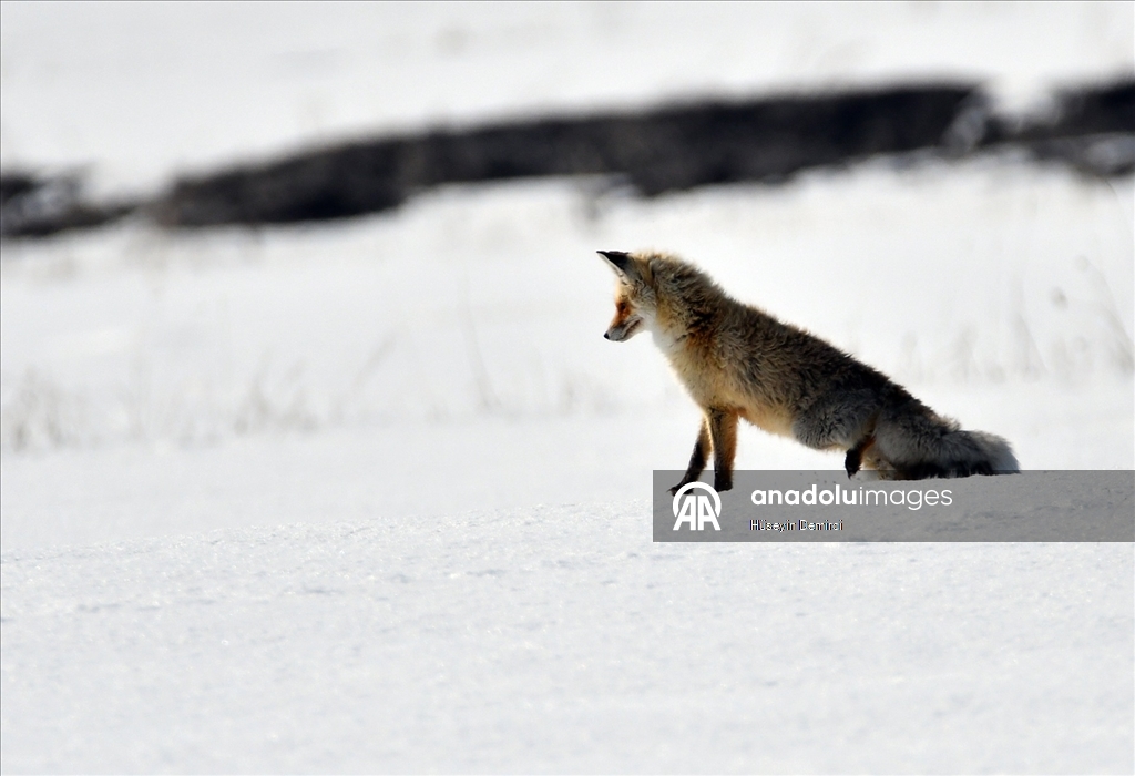 Kars'ta aç kalan kızıl tilkiler fare avına çıktı