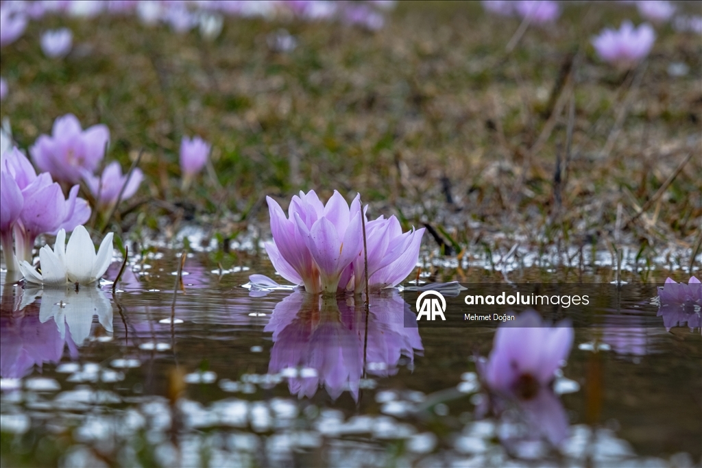 В Йозгате с потеплением воздуха распустились цветы, придав природе яркие краски