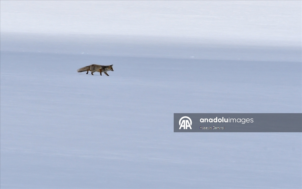 Kars'ta aç kalan kızıl tilkiler fare avına çıktı