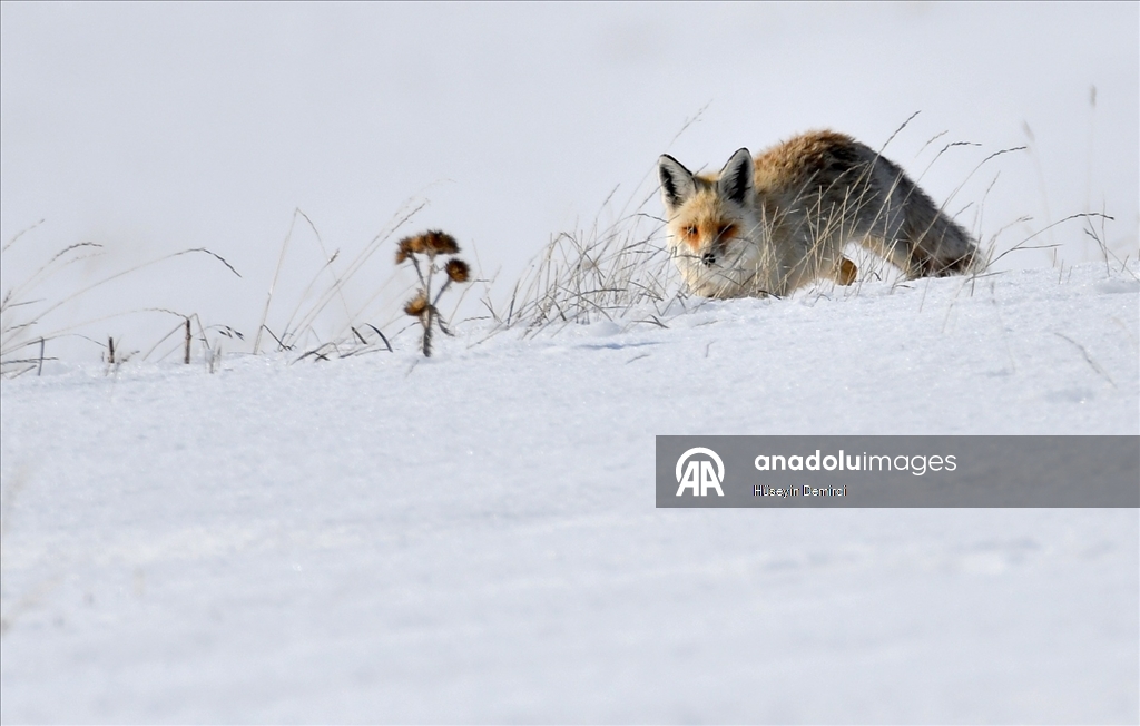 Kars'ta aç kalan kızıl tilkiler fare avına çıktı
