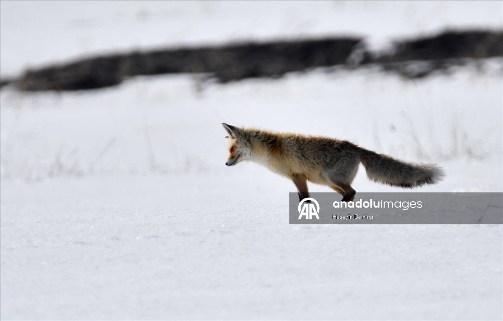 Kars'ta aç kalan kızıl tilkiler fare avına çıktı