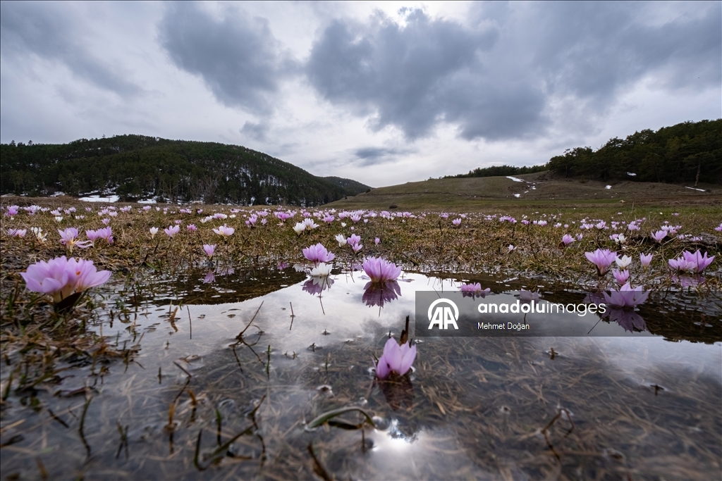 В Йозгате с потеплением воздуха распустились цветы, придав природе яркие краски